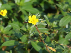 Ludwigia grandiflora