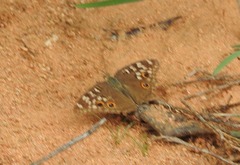 Junonia lemonias