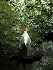 Meimuna opalifera