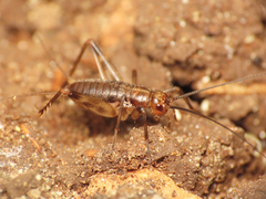 Petaloptila andreinii