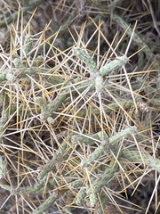 Cylindropuntia ramosissima