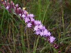 Liatris pauciflora pauciflora