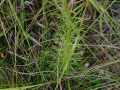 Liatris pauciflora pauciflora