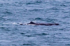 Physeter macrocephalus