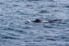 Physeter macrocephalus