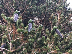 Pinus longaeva