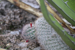Mammillaria pottsii