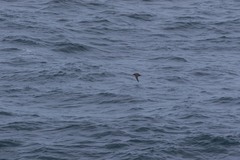 Ardenna tenuirostris