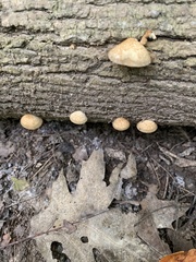 Crepidotus crocophyllus