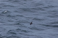 Ardenna tenuirostris