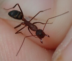Camponotus socius