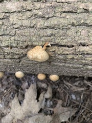 Crepidotus crocophyllus