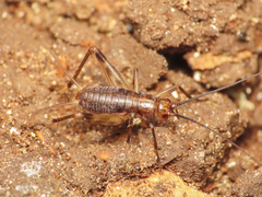 Petaloptila andreinii