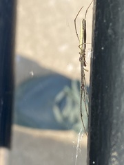 Tetragnatha