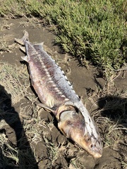 Acipenser transmontanus