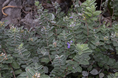 Vitex rotundifolia