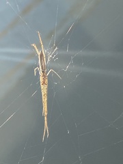 Tetragnatha