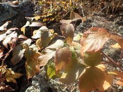 Rubus sachalinensis