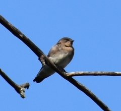 Stelgidopteryx serripennis