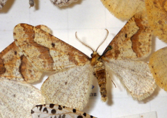 Erannis defoliaria