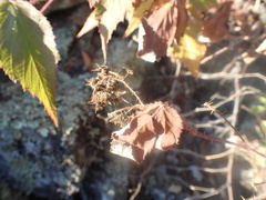Rubus sachalinensis