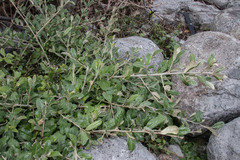 Elaeagnus formosana