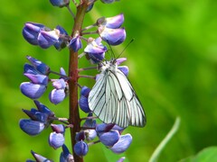 Aporia crataegi