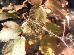 Rubus sachalinensis
