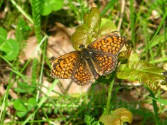 Melitaea cinxia
