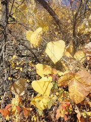 Menispermum dauricum