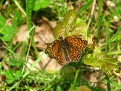 Melitaea cinxia