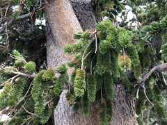 Pinus longaeva