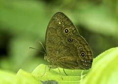 Bicyclus sangmelinae
