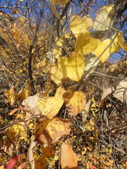 Menispermum dauricum