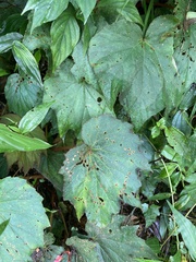 Begonia palmata