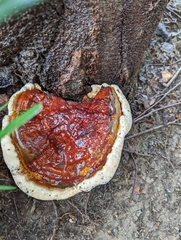 Ganoderma sessile