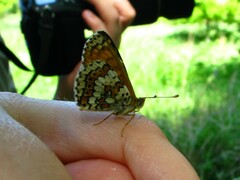Melitaea cinxia