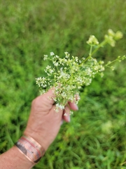 Galium