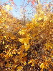 Menispermum dauricum