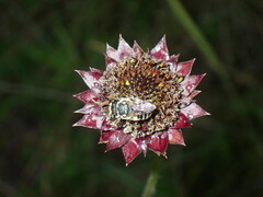 Helianthus radula