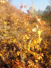 Menispermum dauricum