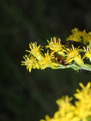 Strangalia sexnotata