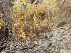 Menispermum dauricum