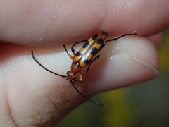 Strangalia sexnotata