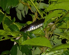 Chironius grandisquamis