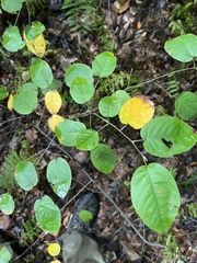 Amelanchier arborea