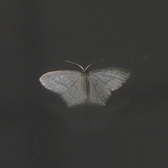 Hemithea tritonaria