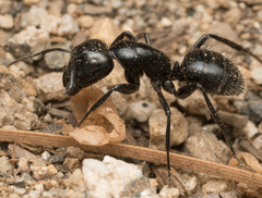 Camponotus laevissimus