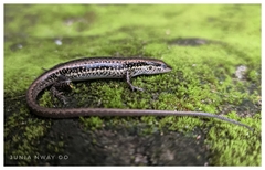 Sphenomorphus maculatus