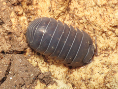 Armadillidium furcatum